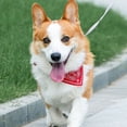 thumbnail image 3 of Xingzhi Red Pet Scarf With Multiple Sizes Available For Dogs Of All Breeds Adjustable Buckles Dog Bandanas red M 1Set, 3 of 6