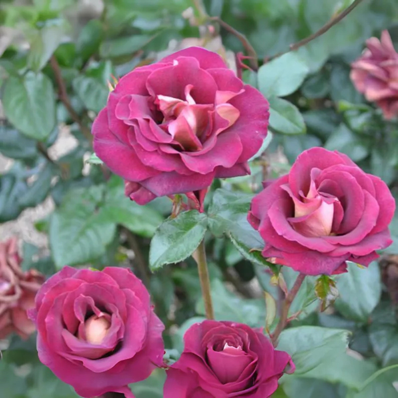 30 Dark Night Hybrid Tea Rose Seeds