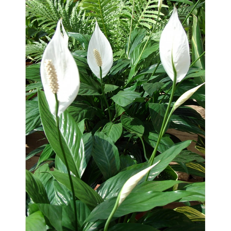 Hirt's Gardens Peace Lily Plant, Spathiphyllum, Low Light Indoor  Houseplant, 4"" Pot" - Walmart.com