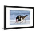 thumbnail image 1 of Young American Oystercatcher Haematopus Palliatus Snatching Food from Adult on the Shoreline Framed Print Wall Art by Mateusz Piesiak Sold by Art.Com, 1 of 5