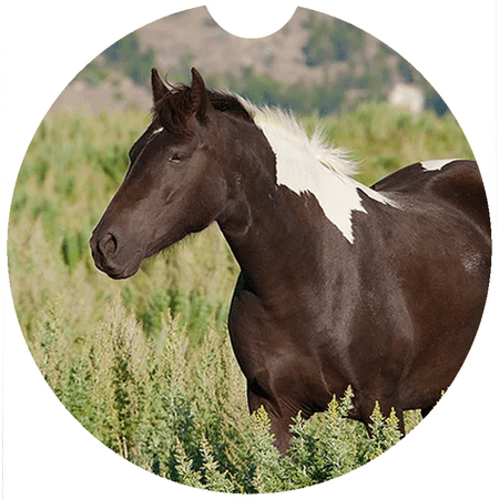 

Horse Car Coaster Absorbent Stoneware Car Cup Holder Coaster Set of 2