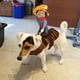 thumbnail image 2 of Disfraz para mascotas Disfraz para perro estilo caballero vaquero Conjunto para mascotas Disfraz con correa para perro (L), 2 of 5