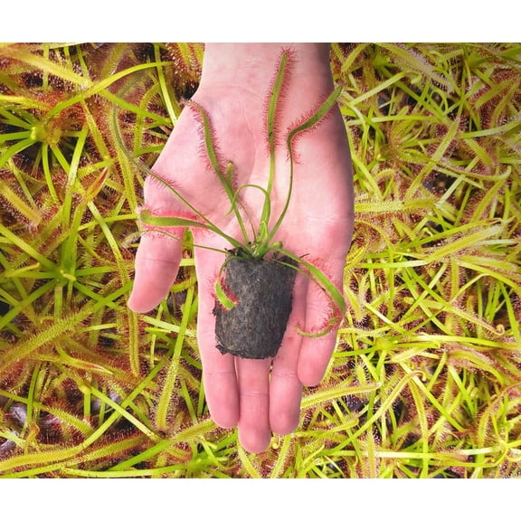 Live Cape Sundew Carnivorous Plant (Bare-Root) – Drosera Capensis with Sphagnum Moss & Peat Pellets – Indoor Bug-Eating Plant for Terrariums & Beginners