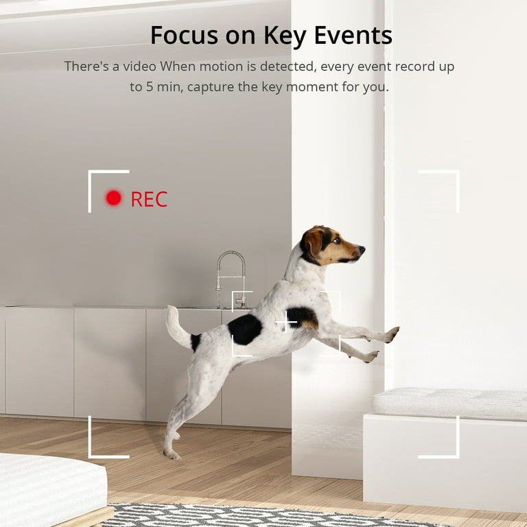 dog home video monitor