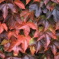 thumbnail image 2 of Ivy Plant Live Fast-growing, Potted 3-5" in Tall, Climbing Indoor Outdoor Houseplant, Easy Care Trailing Vine, Fast Growing Small Starter Plant for Home Office Décor (Common Boston Ivy), 2 of 6