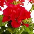 thumbnail image 3 of Better Homes & Gardens 2QT Red Geranium Live Annual Plant Sun 3-Pack, 3 of 7