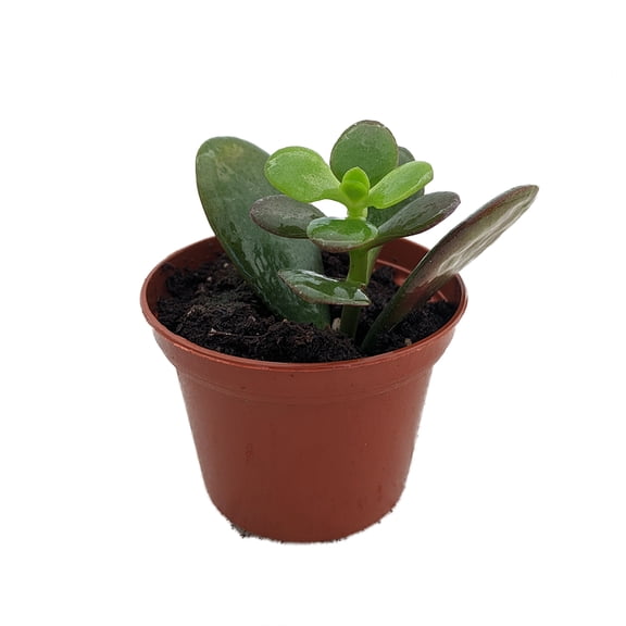 Dwarf Jade Plant - Crassula ovata minor - Succulent - 2.5" Pot