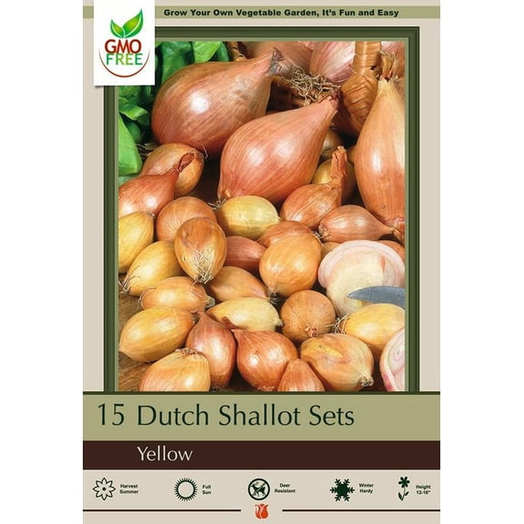 Dutch Yellow Shallots - 15 Bulbs - 9/15 cm bulbs