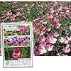 California Purple Gleam Poppy Flower Seeds, 1000 Heirloom Seeds Per Packet, Non GMO Seeds