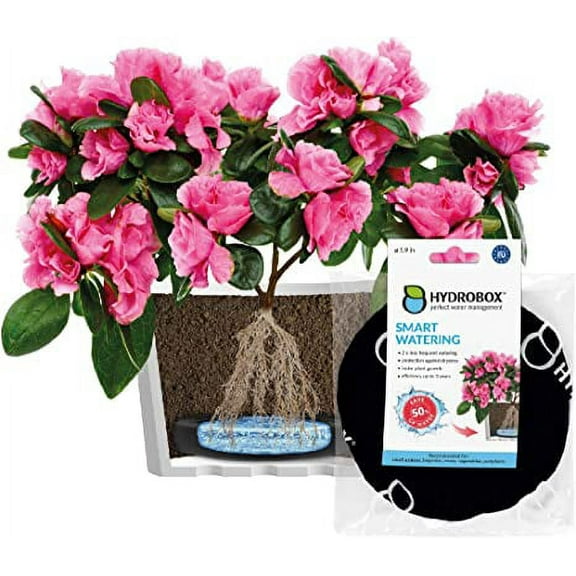 HYDROBOX 5.9'' Round Black Smart Planter with Self-Watering Feature