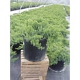 thumbnail image 2 of Dwarf Japanese Juniper Live Plants, 2 of 5