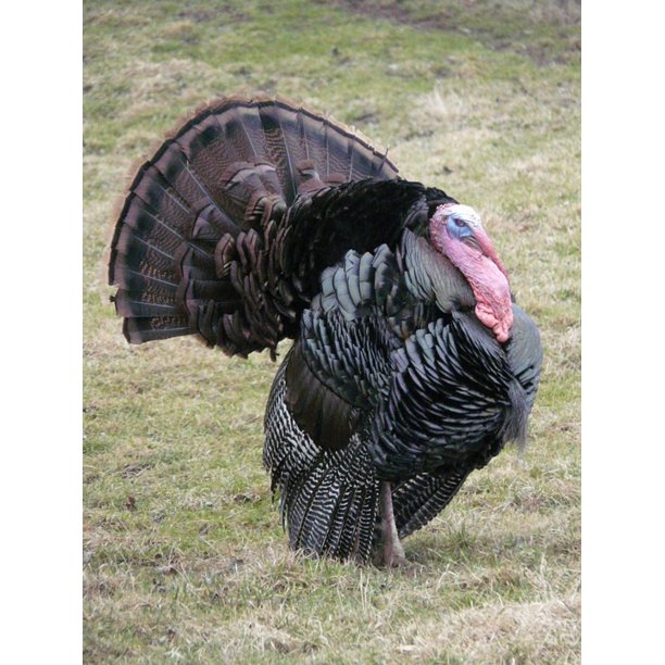 Framed Art For Your Wall Meleagris Gallopavo Turkey Wild Turkey Wild Truthuhn 10x13 Frame Walmart Com Walmart Com