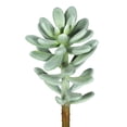 thumbnail image 1 of Vickerman FA171401 Frosted Green Plant Succulent - 3 Per Bag, 1 of 1