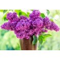 thumbnail image 5 of 25 FRENCH / Old FASHIONED LILAC Syringa Vulgaris Flower Shrub Bush Seeds, 5 of 10