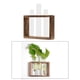 thumbnail image 3 of Jarrones de tubo de vidrio Tubo de ensayo de cristal Soporte de madera Macetas para plantas hidropónicas Pequeña, 3 of 7