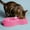 Pet Double Feeding Bowl Under $5 a2504, variant on Uscallm under $5 Pet Double Feeding Bowl, Macaron Pet Double Bowl, Non Slip Dog Cat Food Water Dish, Elevated Feeder For Small Pets, Cute Oval Pet Dining Bowls, Wholesale Pet Supplies Bowls