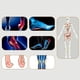 thumbnail image 4 of 2 Plantillas de Soporte de Arco 3/4 Plantillas Ortopédicas de EVA para Fascitis Plantar para Pies Planos Espolones de Talón Alivio del Dolor de Pies rojo ANGGREK Otros, 4 of 8