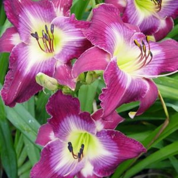 Easy to Grow Daylily Water Dragon 3 Plant Divisions, Blooms in Summer Full Sun