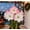 B, variant on Amaryllis, Hardy Perennial Fragrant Garden Decor for Plant Hangers & Outdoor Low Maintenance Perfect for gift