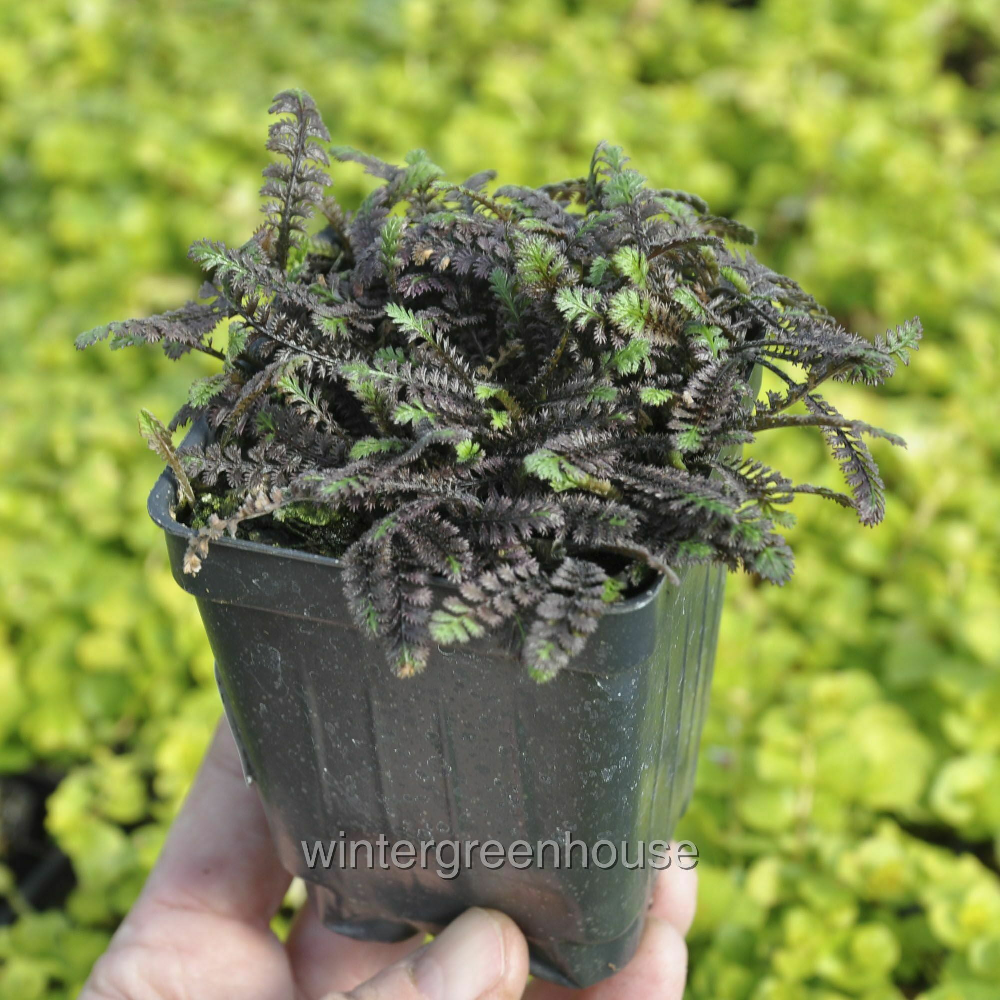 Leptinella 'Platt's Black' 3 x Perennial ground cover alpine plant in 9cm pot 