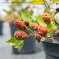 thumbnail image 6 of Navaho Blackberry Bush 3 Gallon, 6 of 6