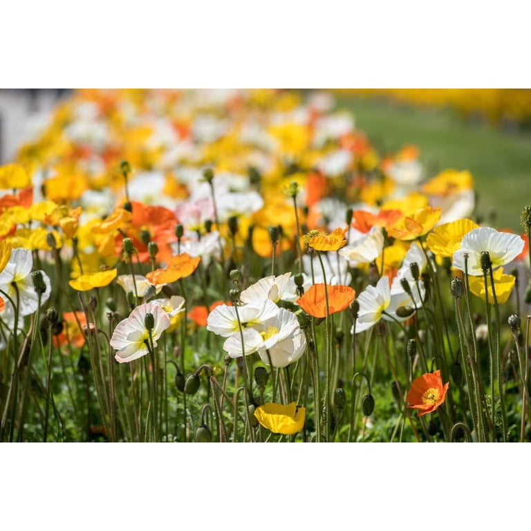 Everwilde Farms - 1000 Mikado California Poppy Garden Flower Seeds - Gold Vault Jumbo Bulk Seed Packet Everwilde Farms - 1000 Mikado California Poppy Garden Flower Seeds - Gold Vault Jumbo Bulk Seed Packet