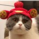 thumbnail image 5 of Cómoda gorra de poliéster para gatos y perros, adorable y portátil, ligera para mascotas, 5 of 5