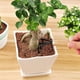 thumbnail image 5 of Juego de 3 minipalas de jardín y herramienta de garra con mangos de madera Ndcxsfigh Para estrenar, 5 of 9