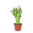 thumbnail image 4 of Planta cala varios colores 1 pza, 4 of 4