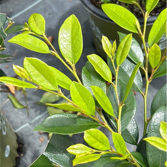 Emerald Heights® Evergreen Distylium - Distylium 'PIIDIST-I' PP24,410