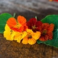 thumbnail image 5 of Nasturtium, Whirly Bird Mix Seeds, 500 Seeds, Newly Harvested-Beautiful Flower, 5 of 5