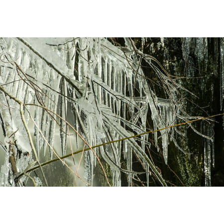 Long icicles forming from a branch next to a waterfall in the rain forest of the Olympic Peninsula Washington United States of America Poster Print by Doug Ogden  Design
