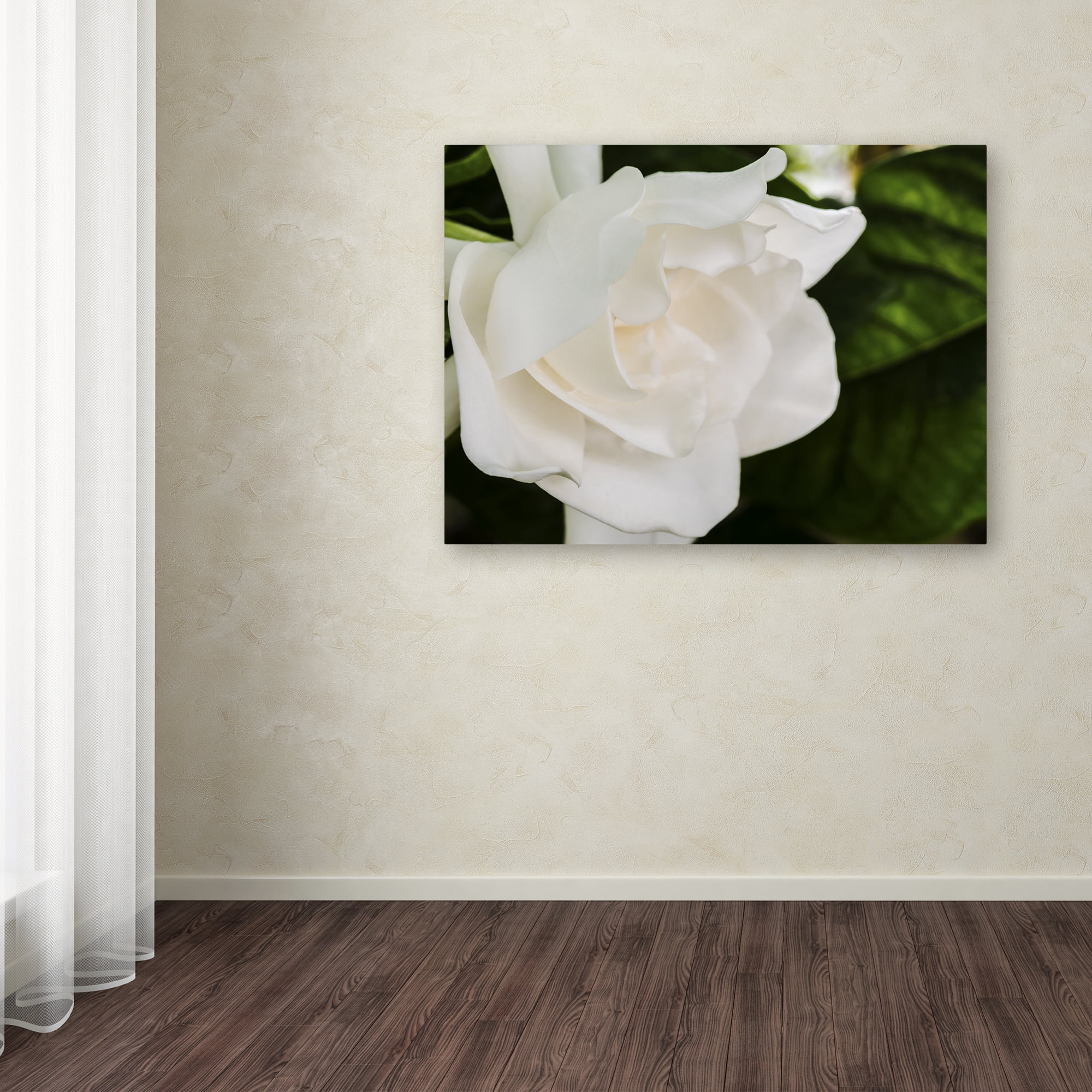 Trademark Fine Art "Gardenia" Canvas Art by Kurt Shaffer
