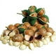 thumbnail image 5 of Nuez Macadamia Orgánica Con Cascara GreenLife 1Kg, 5 of 5