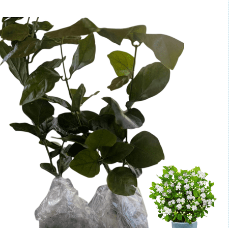 Set 2 Live Jasminum Sambac Maid of Orleans Arabian Jasmine Plant White Flowering Jasmine Shurb Frangant Jasmine Bush 5-8"Tall