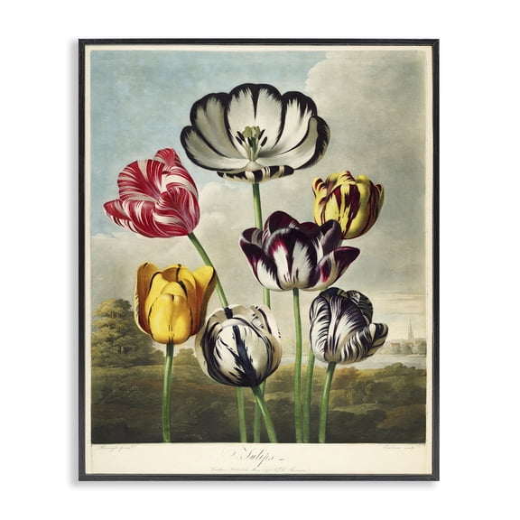 Stupell Industries Victorian Tulips From The Temple Black Framed Giclee Art, 11 x 14, by Print Collection