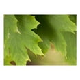 thumbnail image 3 of Tiptophomedecor Landscape Wallpaper Wall Mural - Leaves, 3 of 4