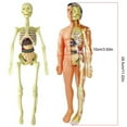 thumbnail image 6 of Human Body Torso Anatomy Model in Science Education Organs Removable Toy as Gift for 6-18 Year, 6 of 11