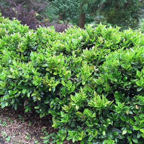 Carissa Holly - Ilex cornuta - Compact Growth - 4" Pot ...