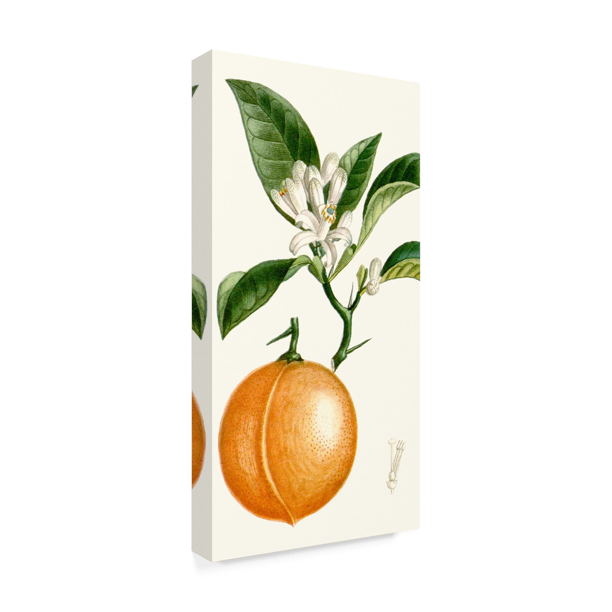 Trademark Fine Art 'Turpin Fruit IV' Canvas Art by Turpin