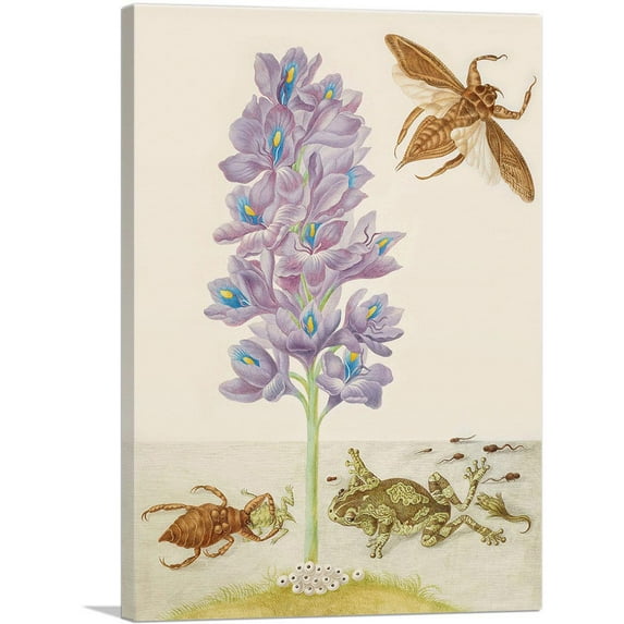 ARTCANVAS Water Hyacinth Marbled Tree Frogs Giant Water Bugs 1702 Canvas Art Print by Maria Sibylla Merian - Size: 18" x 12" (0.75" Deep)