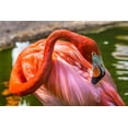 thumbnail image 2 of Perry, William 32x23 Black Ornate Wood Framed with Double Matting Museum Art Print Titled - Colorful American Caribbean Flamingo-Florida, 2 of 4