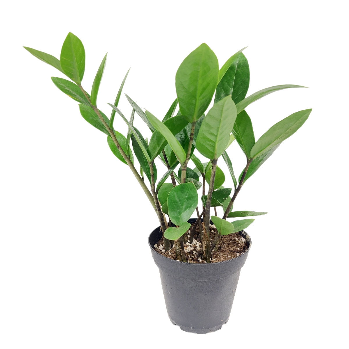 ZZ Plant Zamioculcas Zamiifolia (4" + Plastic Pot) Air Purifying