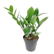 ZZ Plant - Zamioculcas Zamiifolia (4" + Plastic Pot) | Air Purifying, Low-maintenance Houseplant