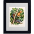 thumbnail image 2 of Trademark Fine Art "Red-Bellied Squirrel" Canvas Art by John James Audubon, Black Frame, 2 of 3