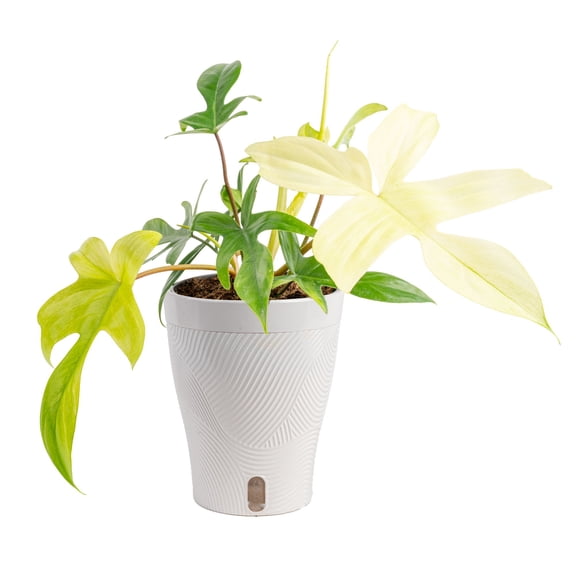 Costa Farms 10" Tall Philodendron Florida Ghost Live House Plants in 5" Self-Watering Planter