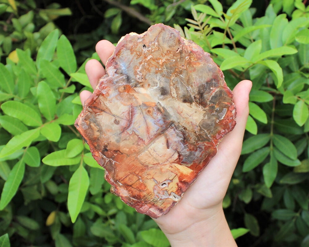 HUGE Natural Petrified Wood Slabs 1 - 1.5 lb (Fossilized Wood Slice, AAA Grade)