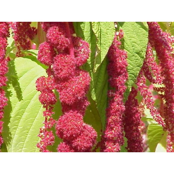 Amaranthus Caudatus Red Tail or Love Lies Bleeding Nice Garden Flower 100 Seeds