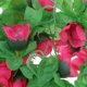 thumbnail image 5 of Artificial Rosa Colgante Soledad Seda Flor Decoración Rosado, 5 of 8
