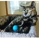 thumbnail image 3 of Pelotas de juguete para gatos de fieltro Earthtone Solutions de lana para gatos, 3 of 6